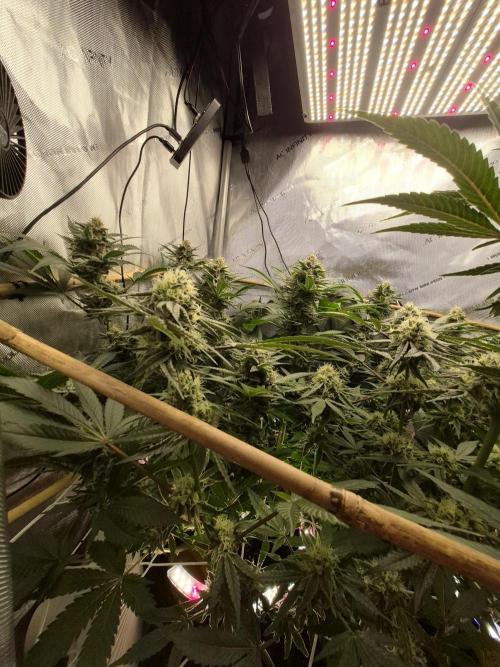 Cannabiz Seeds bruce banner #2. Week 14