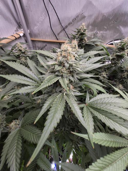 Cannabiz Seeds bruce banner #2. Week 14