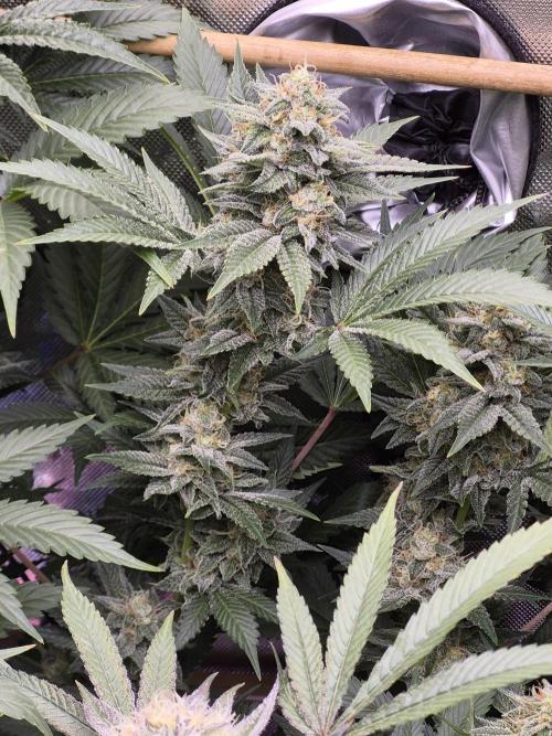 Cannabiz Seeds bruce banner #2. Week 14