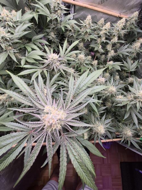 Granddaddy Purple #2. Week 14