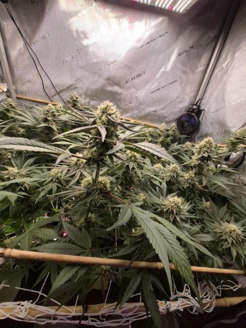 Granddaddy Purple #2. Week 14