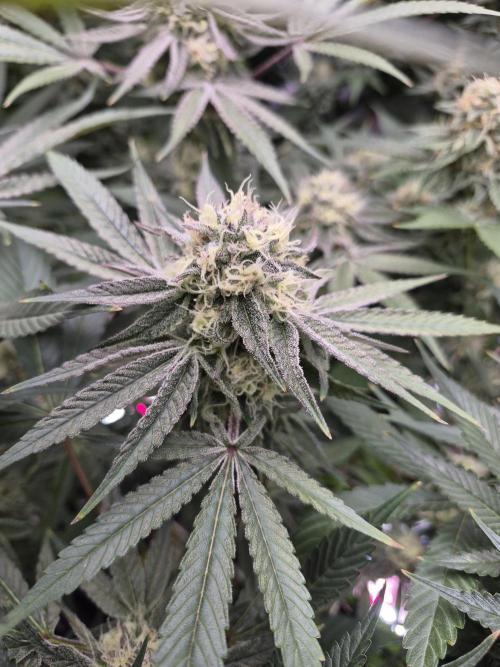 Granddaddy Purple #2. Week 14