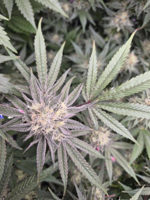 Granddaddy Purple #2. Week 14