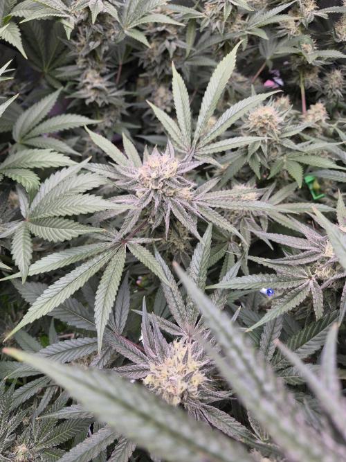 Granddaddy Purple #2. Week 14