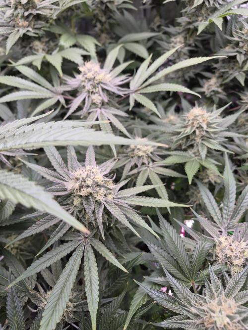 Granddaddy Purple #2. Week 14