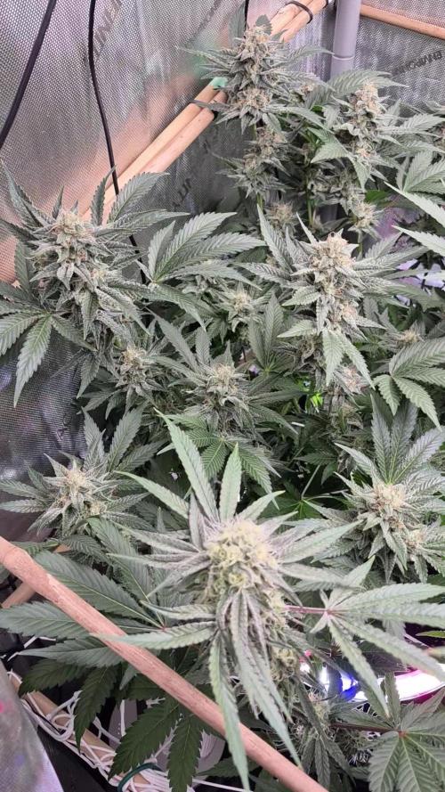 Granddaddy Purple #2