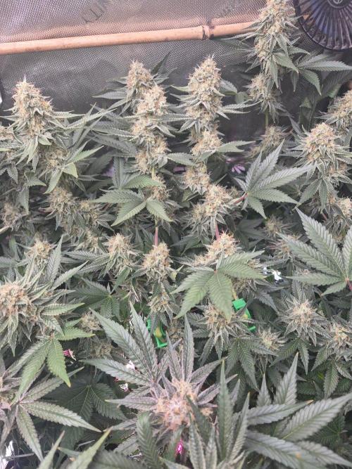 Cannabiz Seeds bruce banner #1. Week 15