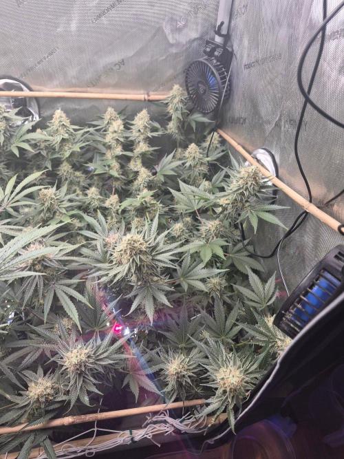 Cannabiz Seeds bruce banner #1. Week 15