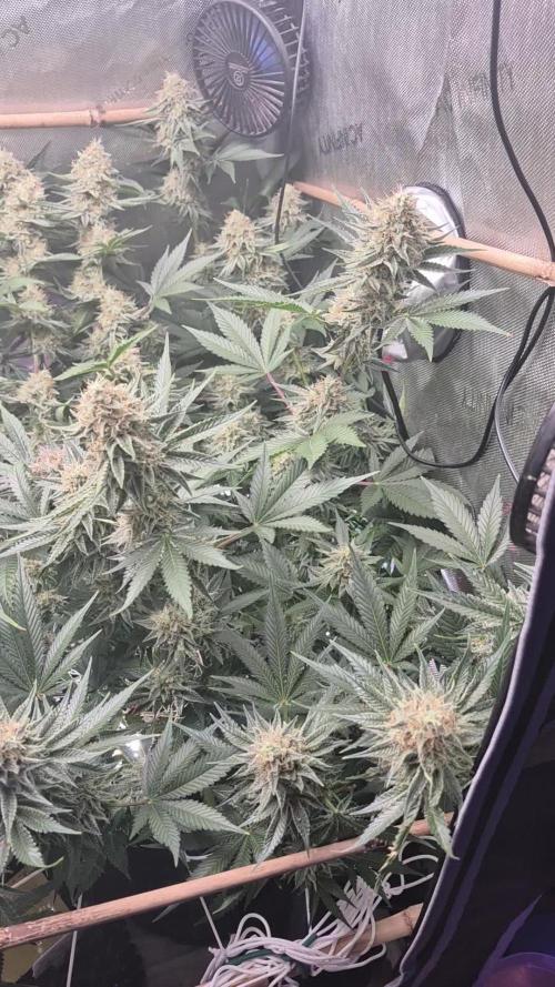 Cannabiz Seeds bruce banner #1