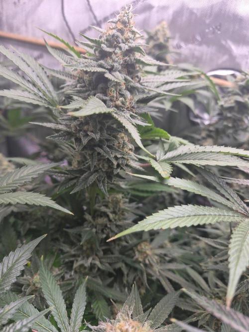 Cannabiz Seeds bruce banner #2. Week 15