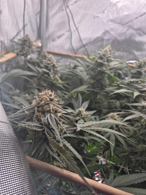 Cannabiz Seeds bruce banner #2. Week 15