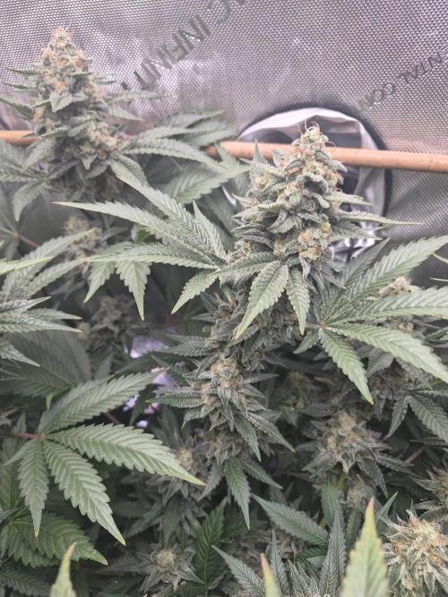 Cannabiz Seeds bruce banner #2. Week 15