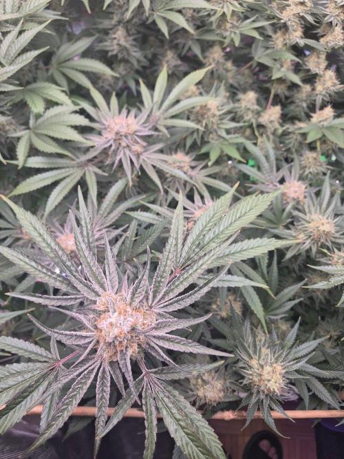 Granddaddy Purple #2. Week 15