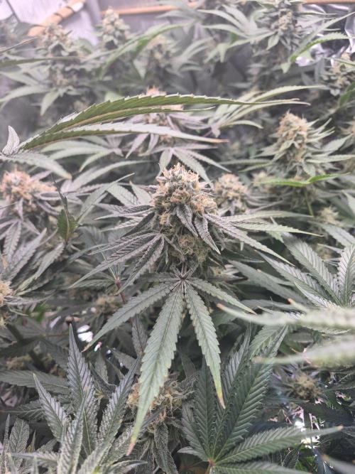 Granddaddy Purple #2. Week 15