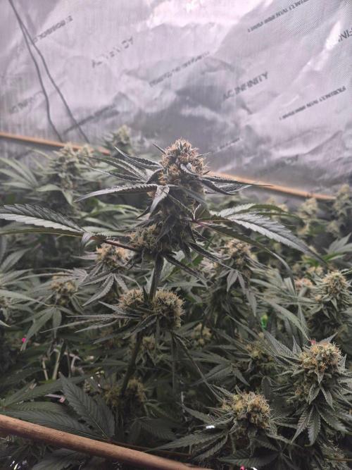 Granddaddy Purple #2. Week 15