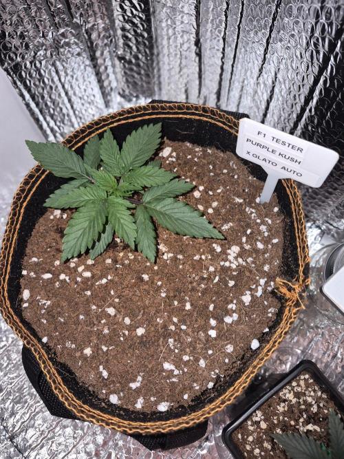 Twisted Genetics. Week 3