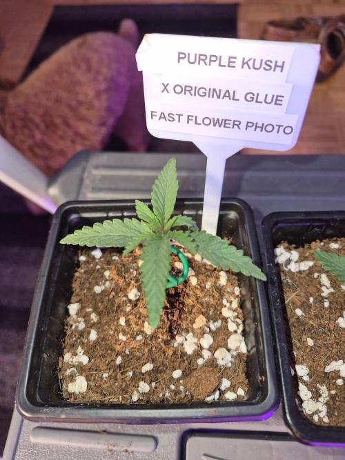 Twisted Genetics. Week 2