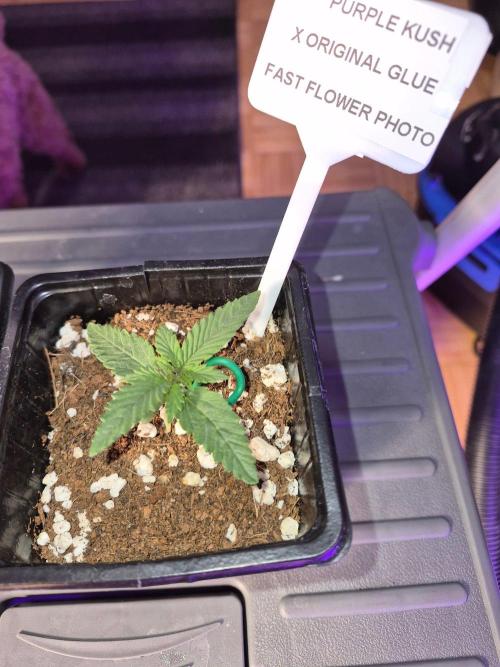 Twisted Genetics. Week 2