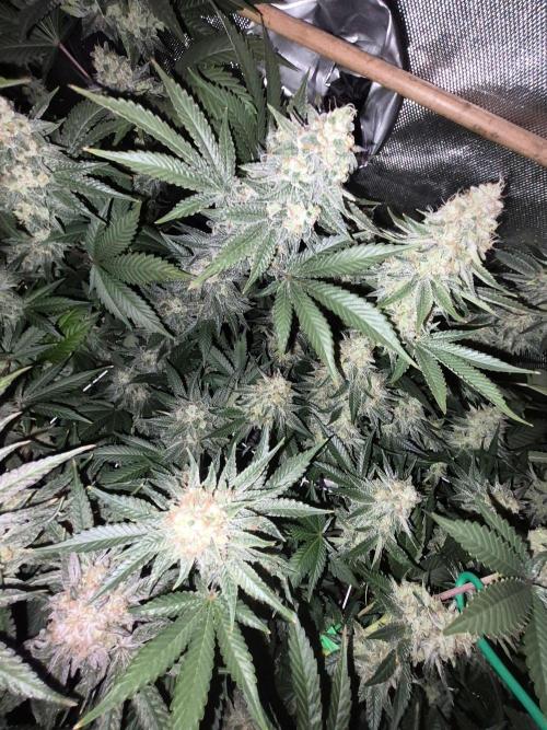 Cannabiz Seeds bruce banner #1. Week 16