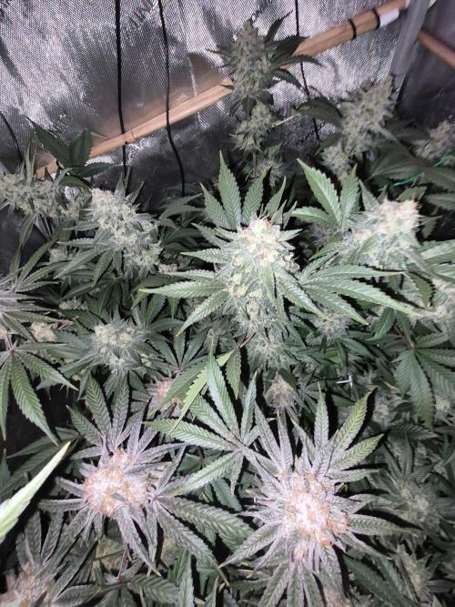 Cannabiz Seeds bruce banner #1. Week 16