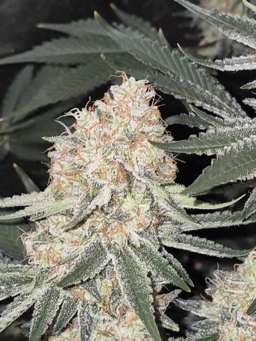 Cannabiz Seeds bruce banner #1. Week 16