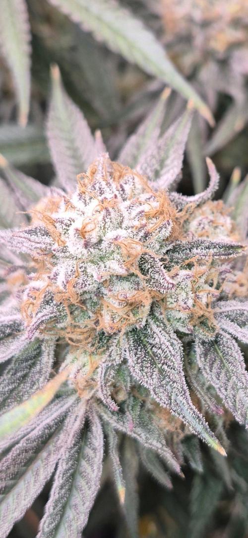 Granddaddy Purple #2. Week 16