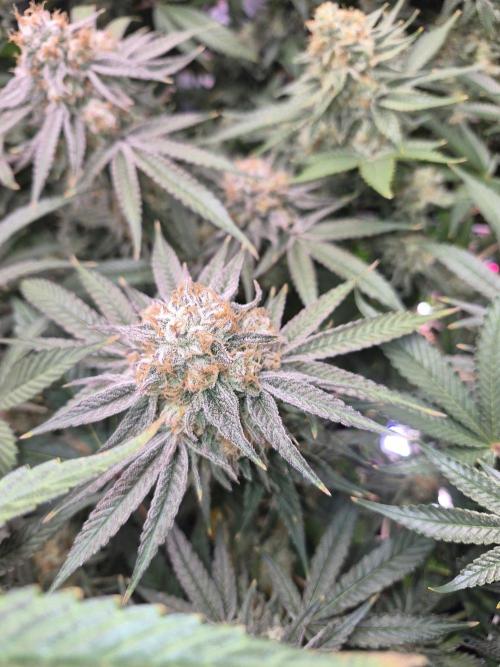 Granddaddy Purple #2. Week 16
