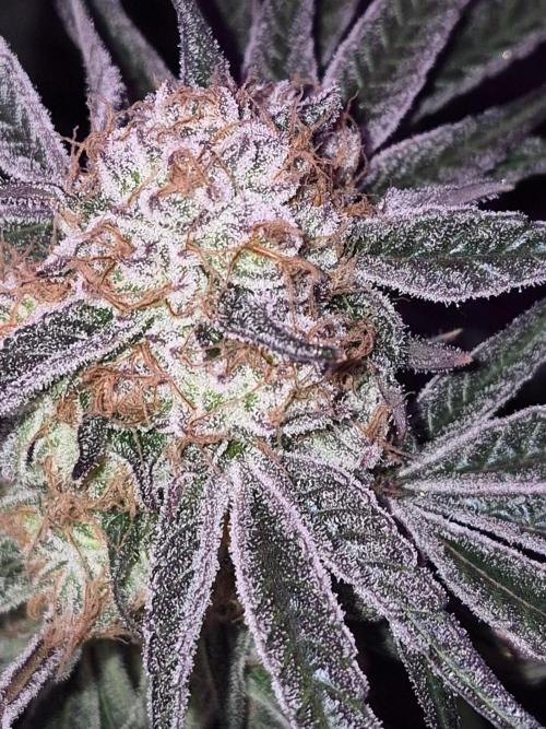 Granddaddy Purple #2. Week 16