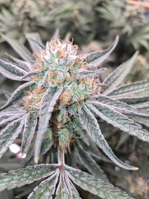 Granddaddy Purple #2. Week 16