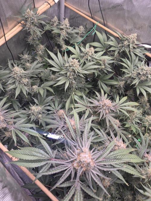 Granddaddy Purple #2. Week 16
