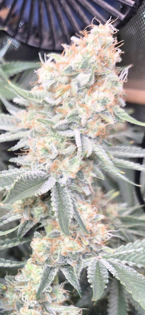 Cannabiz Seeds bruce banner #2. Week 16
