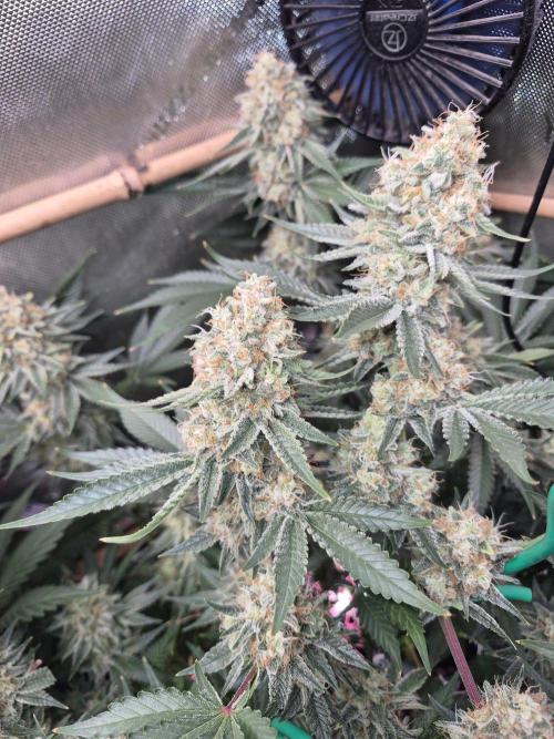 Cannabiz Seeds bruce banner #2. Week 16