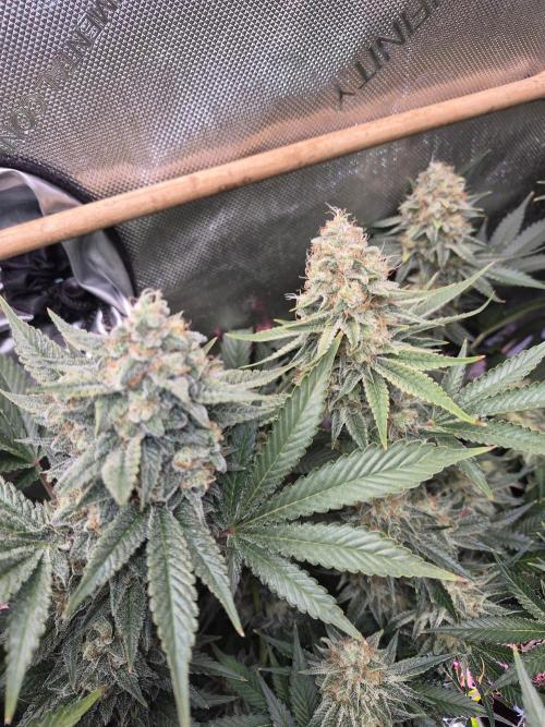 Cannabiz Seeds bruce banner #2. Week 16