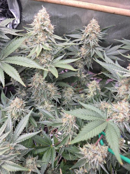 Cannabiz Seeds bruce banner #2. Week 16