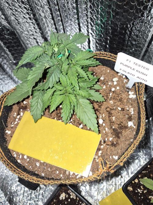 Twisted Genetics. Week 4
