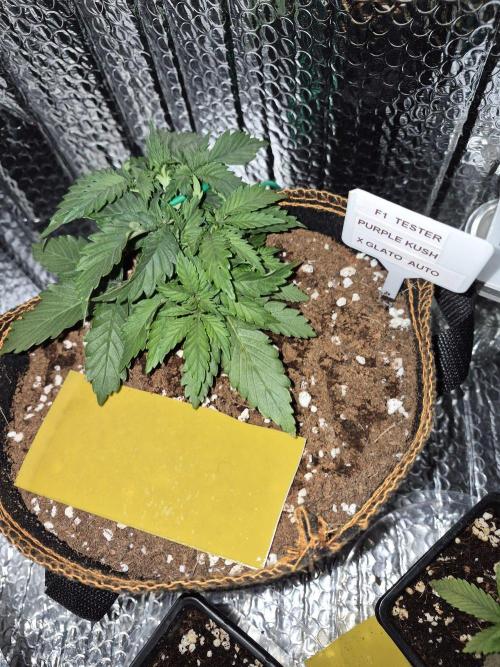 Twisted Genetics. Week 4