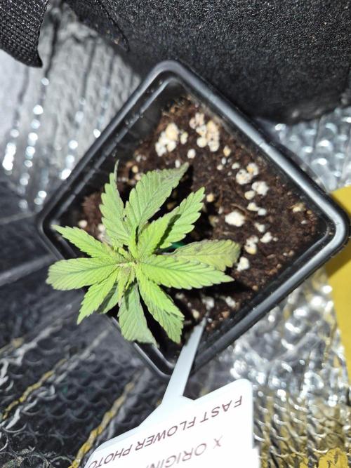 Twisted Genetics. Week 3