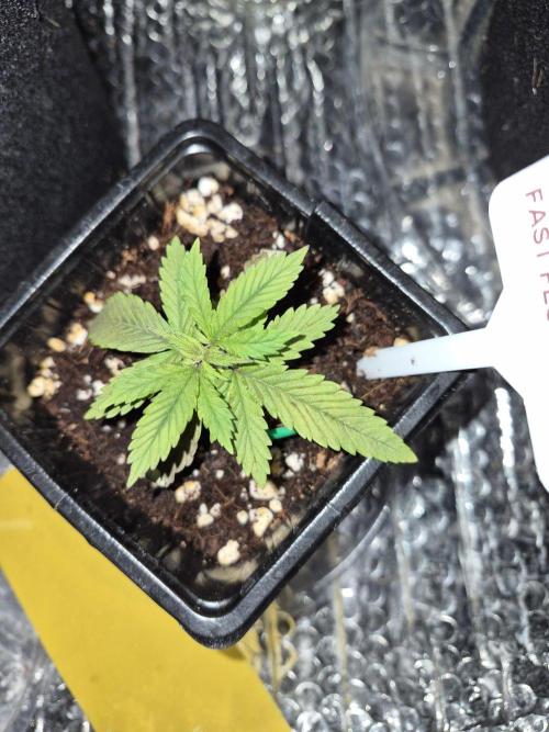 Twisted Genetics. Week 3
