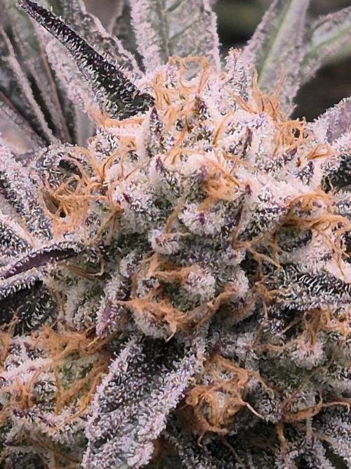 Cannabiz Seeds bruce banner #2. Week 17