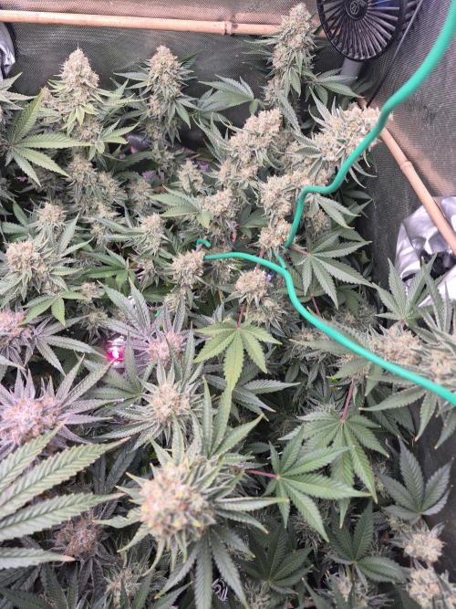 Cannabiz Seeds bruce banner #2. Week 17