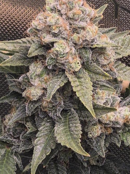 Cannabiz Seeds bruce banner #2. Week 17