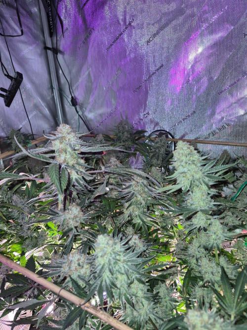 Cannabiz Seeds bruce banner #2. Week 17