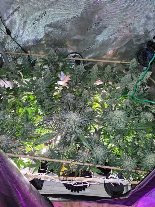 Cannabiz Seeds bruce banner #2. Week 17