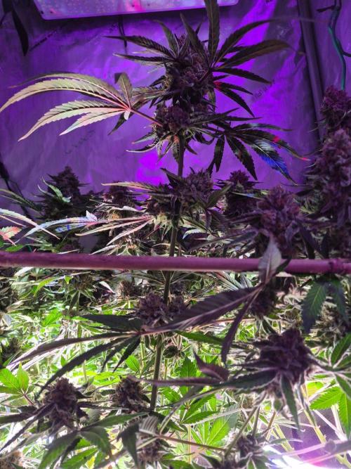 Cannabiz Seeds bruce banner #1. Week 17