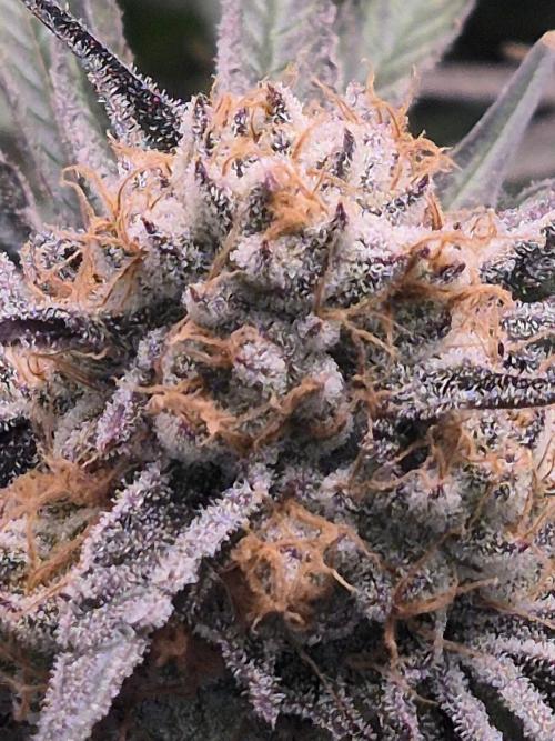 Cannabiz Seeds bruce banner #1. Week 17