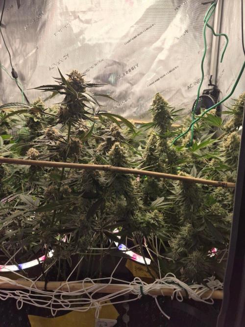 Cannabiz Seeds bruce banner #1. Week 17