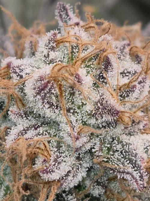Bruce Banner. Week 17