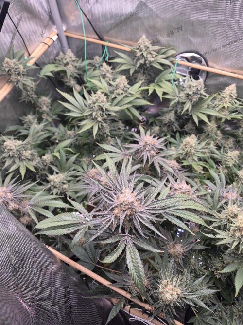 Granddaddy Purple #2. Week 17