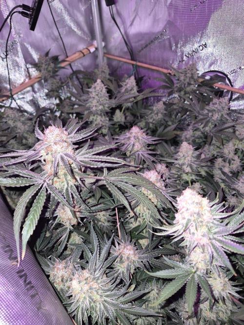 Granddaddy Purple #2. Week 17