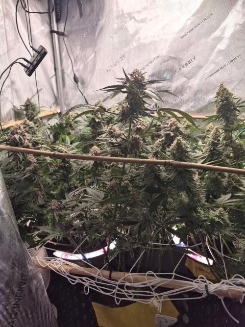 Granddaddy Purple #2. Week 17